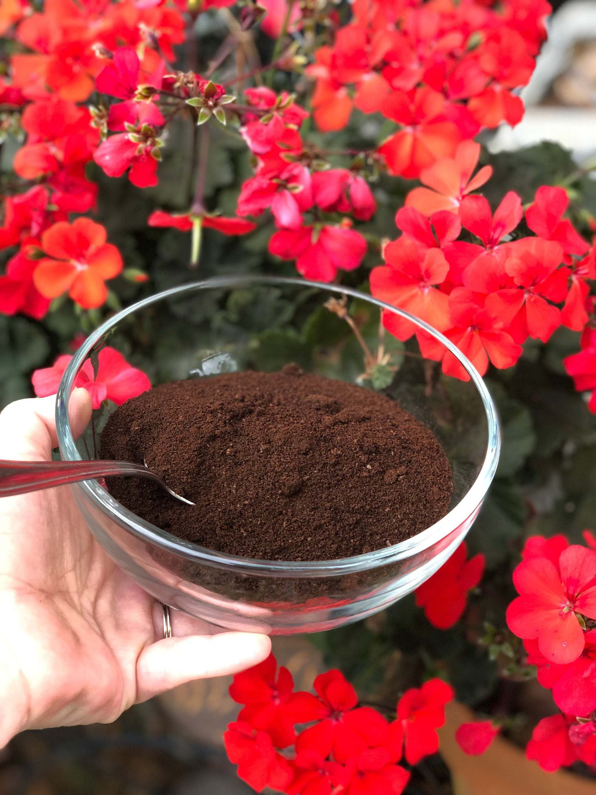Sprout Up Your Garden with Barnie’s Coffee Grounds